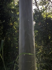 Calycophyllum spruceanum
