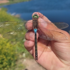 Anax parthenope