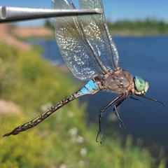 Anax parthenope
