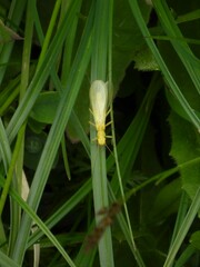Alloperlini