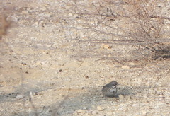 Artemisiospiza belli