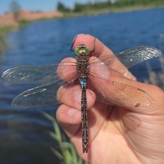 Anax parthenope