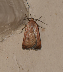 Micrathetis