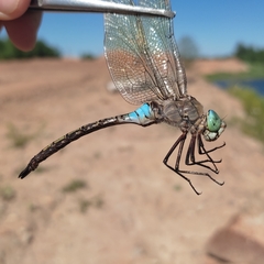 Anax parthenope