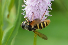 Sericomyia