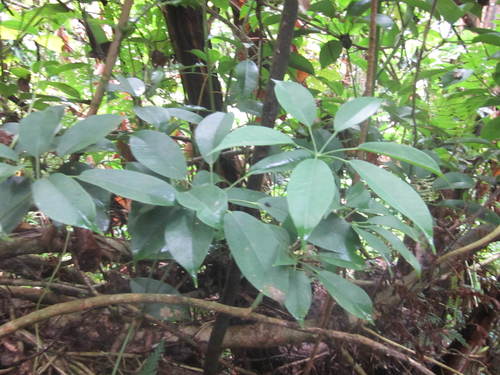 Schefflera leucantha (Schefflera leucantha)