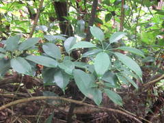 Heptapleurum leucanthum