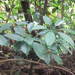 Heptapleurum leucanthum - Photo (c) Liselle Santos, μερικά δικαιώματα διατηρούνται (CC BY-NC-SA), uploaded by Liselle Santos