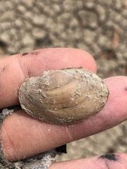 Pyganodon grandis