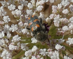 Trichodes flavocinctus