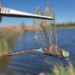 Anax parthenope