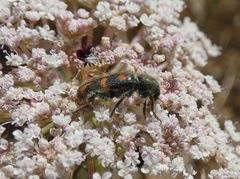 Trichodes flavocinctus