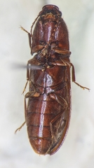 Dipropus soleatus