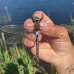 Anax parthenope