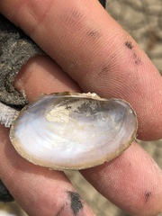 Pyganodon grandis