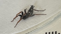 Herpyllinae