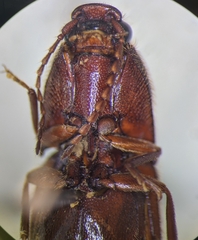 Dipropus soleatus