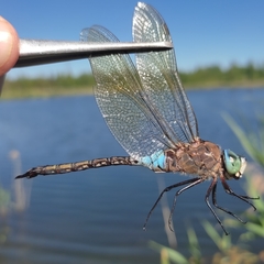 Anax parthenope