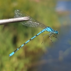 Enallagma cyathigerum