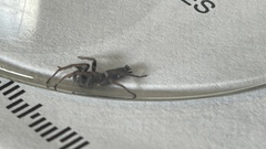 Herpyllinae