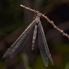 Myrmeleon inconspicuus