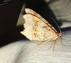 Macaria alternata
