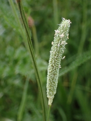 Phleum phleoides