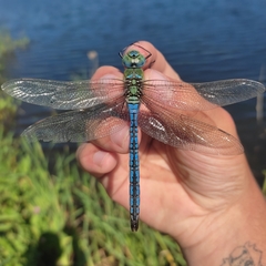 Anax imperator