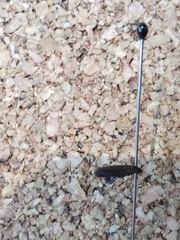 Scythris fuscicomella