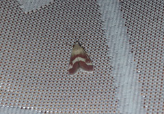 Tegostoma baphialis
