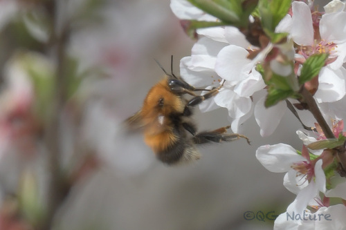 Tree bumblebee