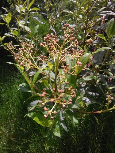 Baccharis latifolia