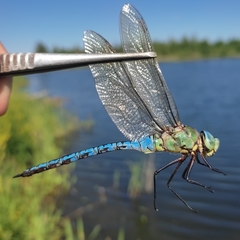 Anax imperator