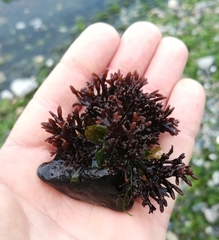 Nothogenia fastigiata