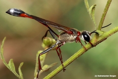 Ammophila rubripes