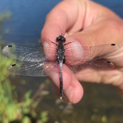 Leucorrhinia albifrons