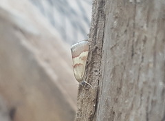 Tegostoma baphialis
