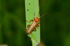 Cantharis rufa
