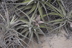 Tillandsia latifolia