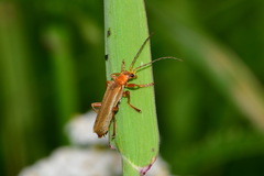 Cantharis rufa