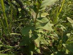Pentanema spiraeifolium