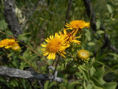 Pentanema spiraeifolium