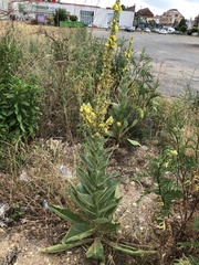 Verbascum