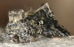 Syngrapha alias