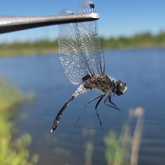 Leucorrhinia albifrons