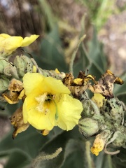 Verbascum