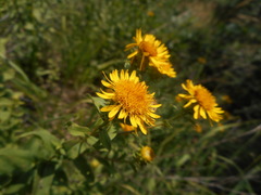 Pentanema spiraeifolium
