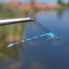 Enallagma cyathigerum