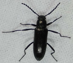 Stenochiini