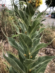 Verbascum